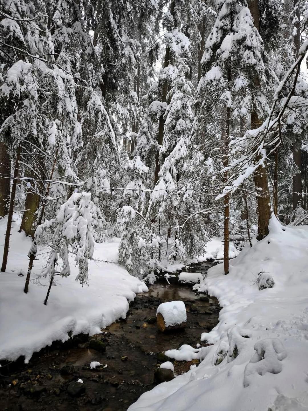 Mountain Studio Asp E63 Borovets Gardens Екстериор снимка